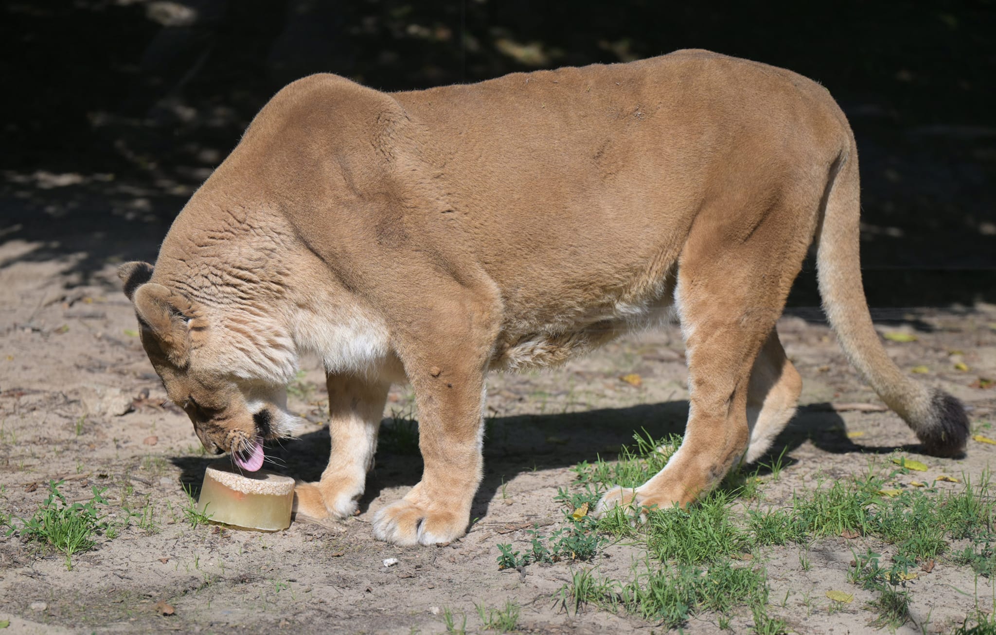 Facebook ZOO Košice 1.jpg