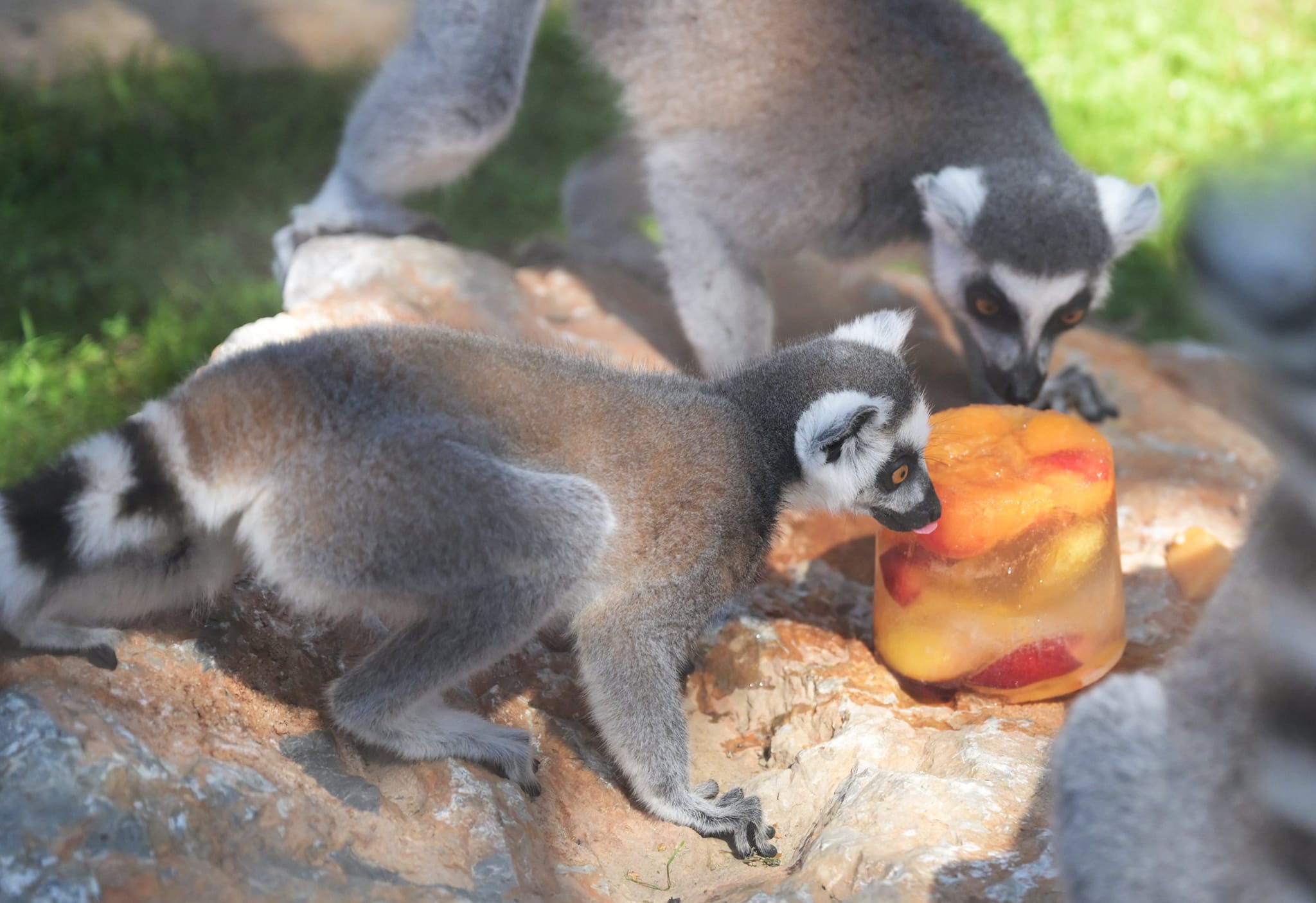 Facebook ZOO Košice 2.jpg