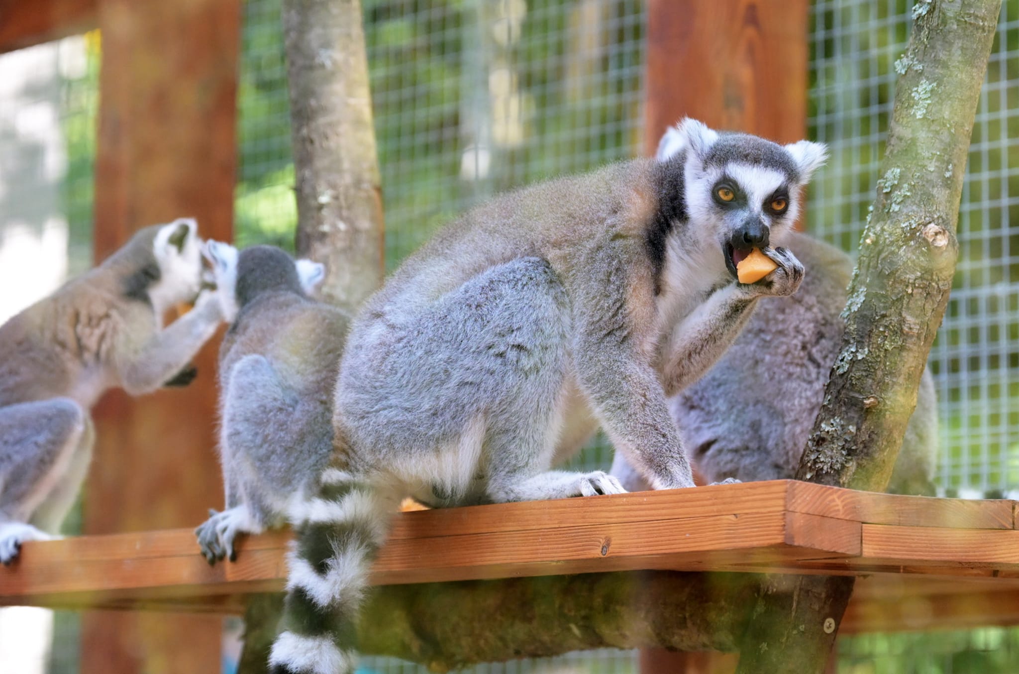 Facebook ZOO Košice 3.jpg