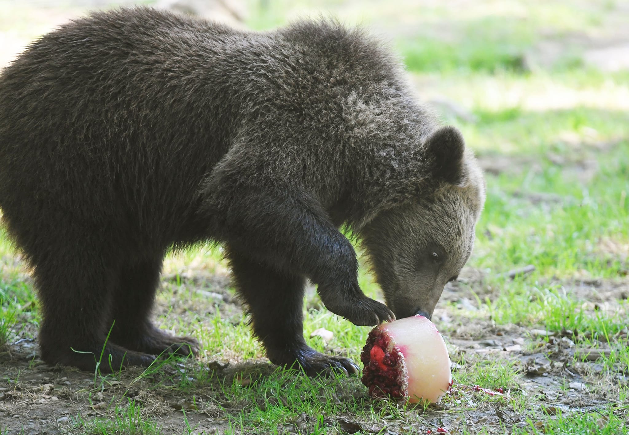 Facebook ZOO Košice 4.jpg