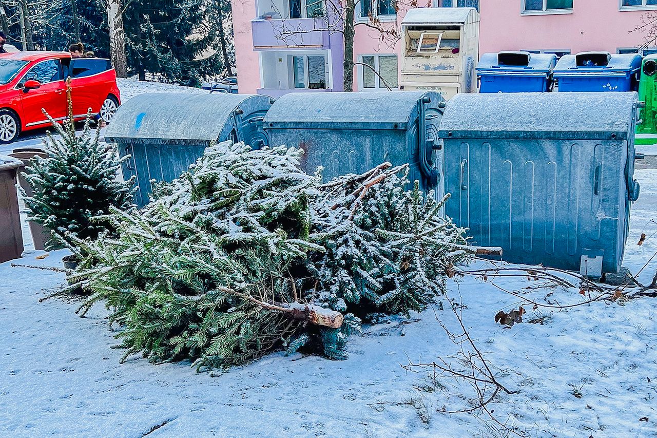 Mesto D. Kubin zabezpeci odvoz zivych vianocnych stromcekov, zber zacne 8. januara_1.jpg