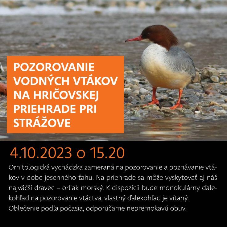 Pozorovanie_web-736x736.jpg