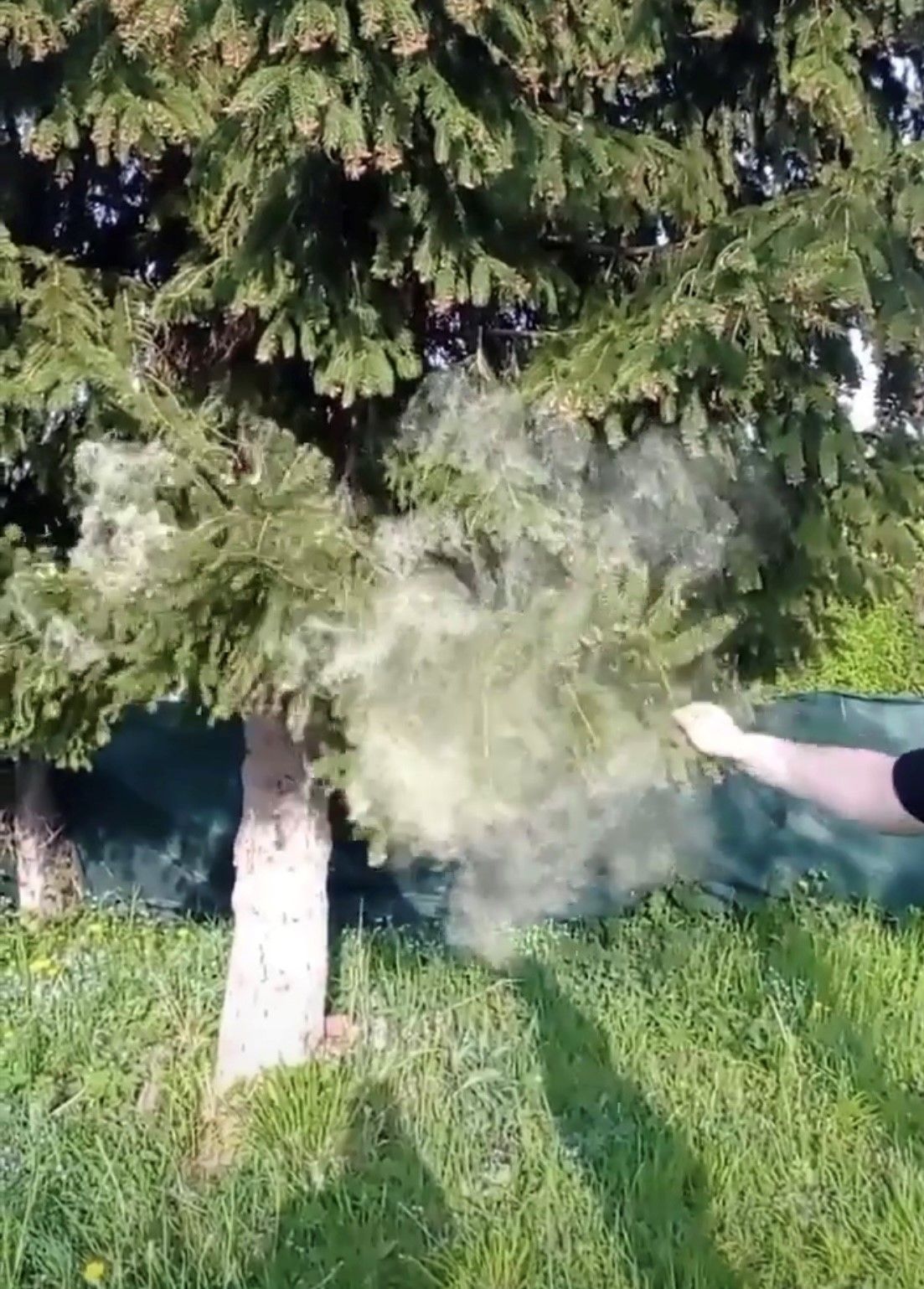 Takto opadal peľ zo smreku na záhrade foto Zuzana Hajdúchová.jpg
