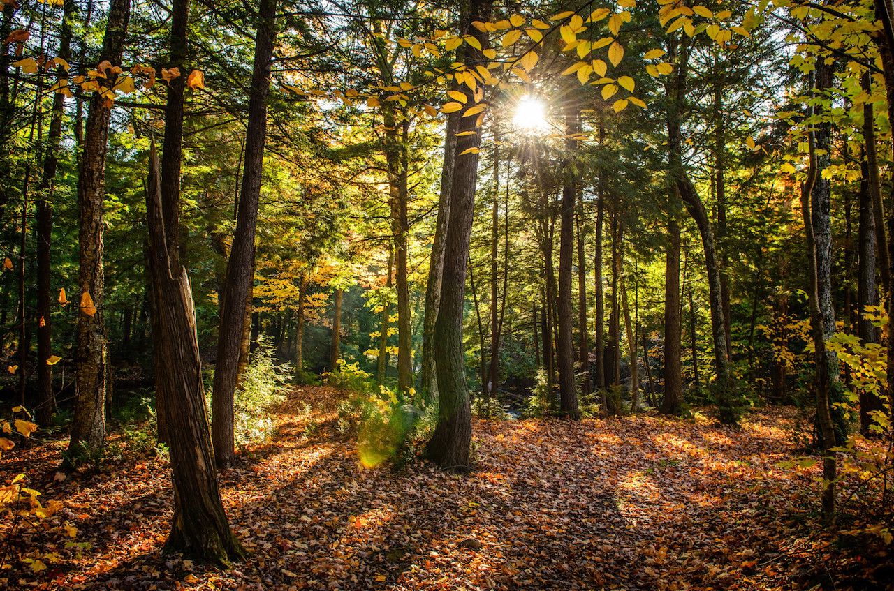 beautiful-shot-forest-with-green-trees-yellow-leaves-ground-sunny-day (1).jpg