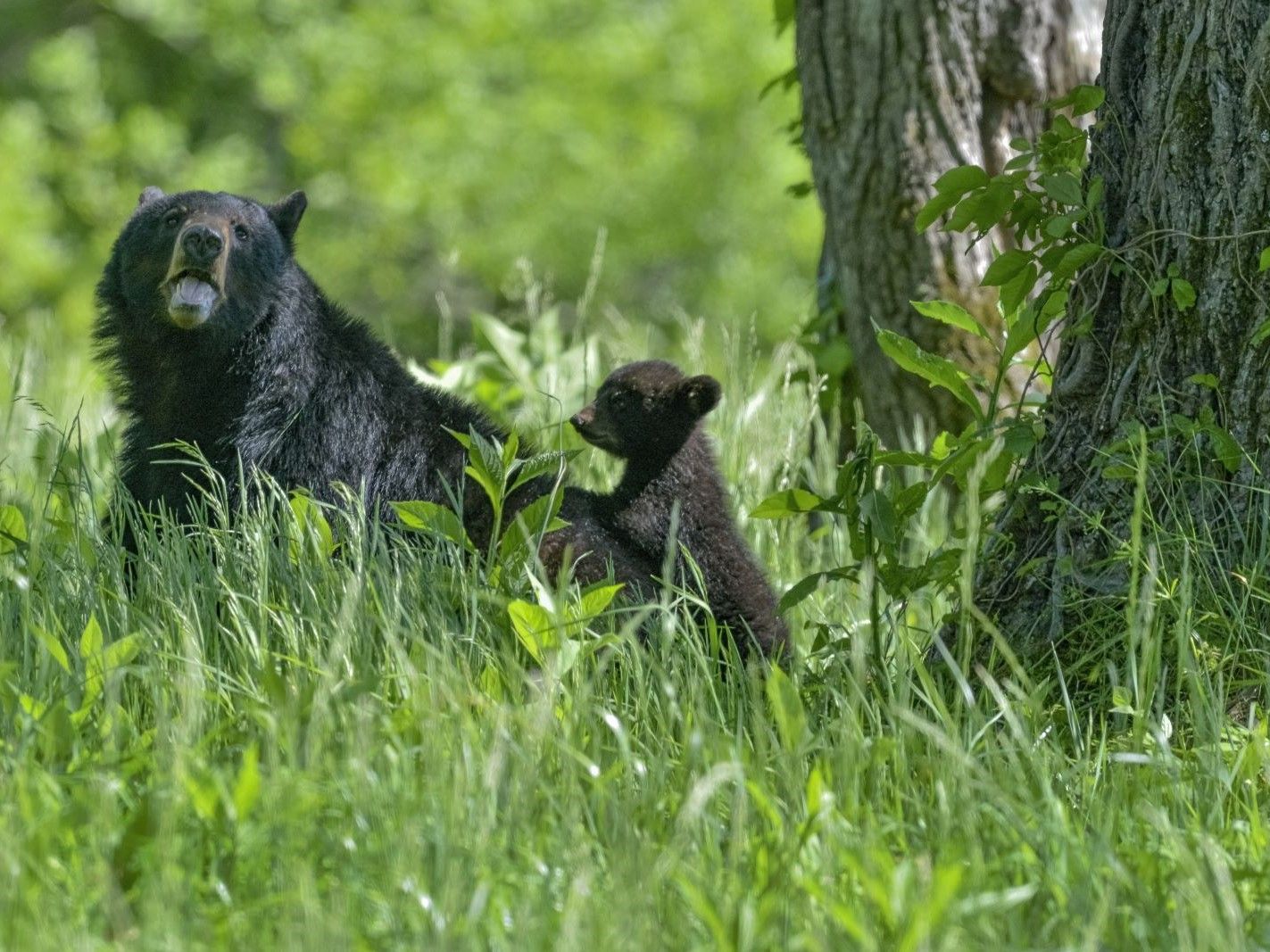 big-small-bear-playing-together-forest-sunlight.jpg