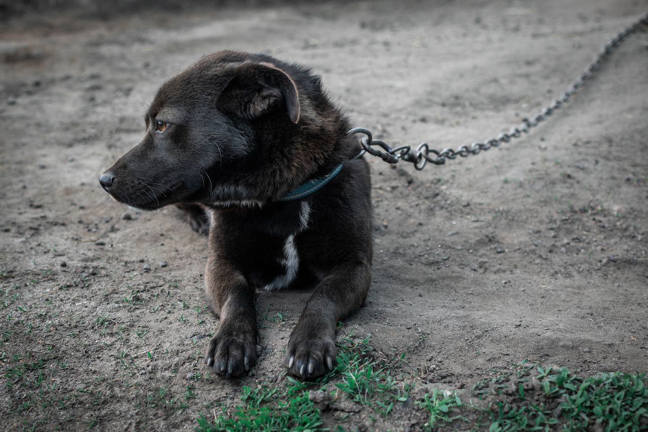 bored-dog-chain-concept-everyday-routine.jpg