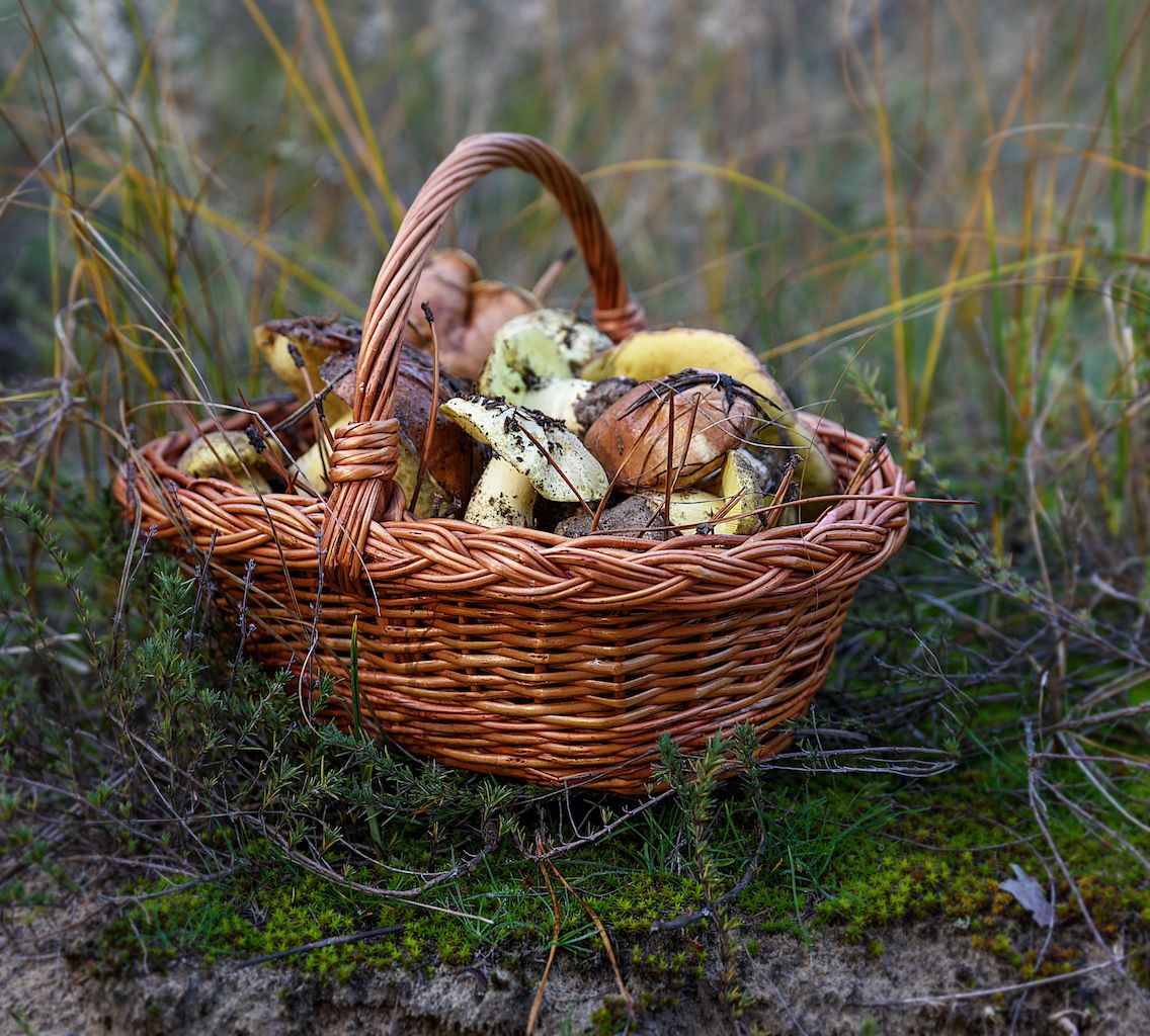 close-up-mushrooms-basket-grass.jpg