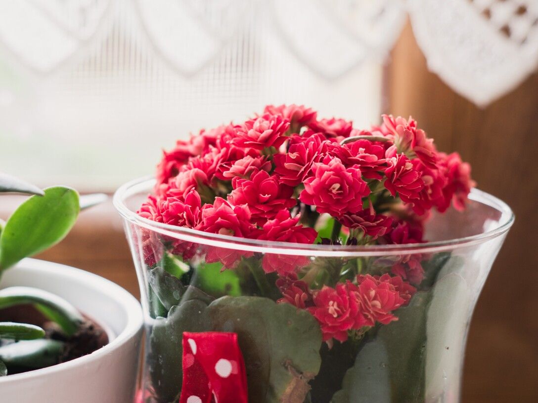 close-up-red-roses-plant (1).jpg
