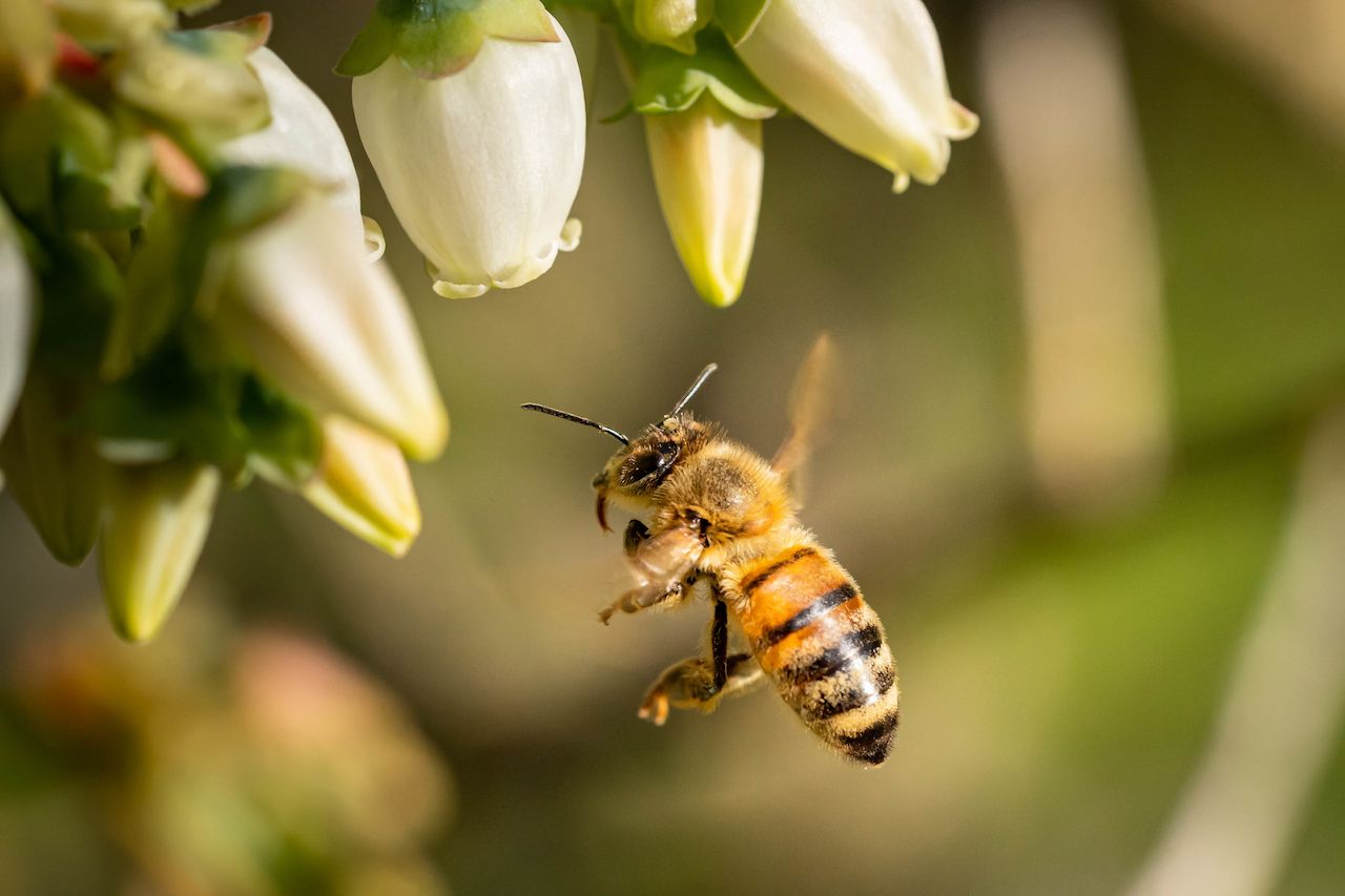 closeup-shot-bee-flying-pollinate-white-flowers.jpg