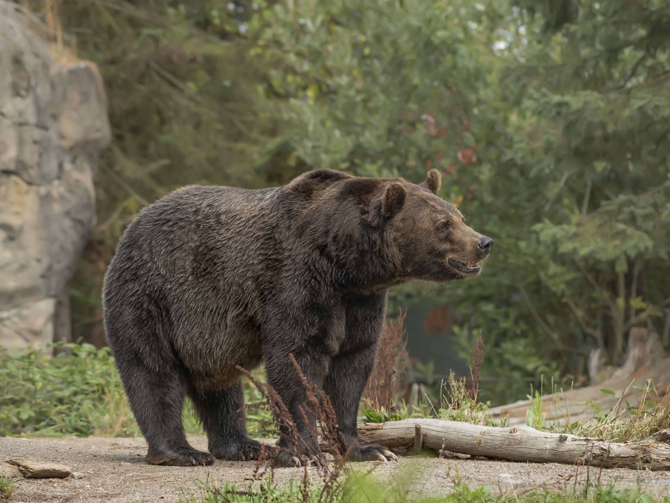 closeup-shot-grizzly-bear-smiling-with-blurred-forest.jpg