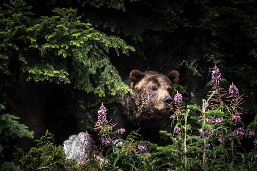 closeup-shot-grizzly-bear-standing-trees-grouse-mountain-vancouver-canada_181624-9174.jpg
