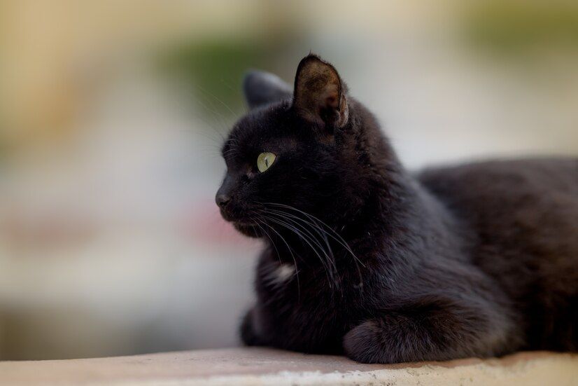 closeup-view-black-cat-calmly-lying-ground-completely-ignoring-camera_181624-17963.jpg