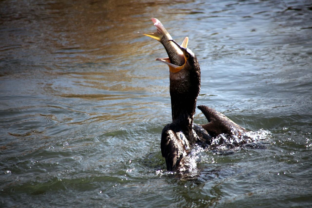 cormorant-7047391_1280.jpg