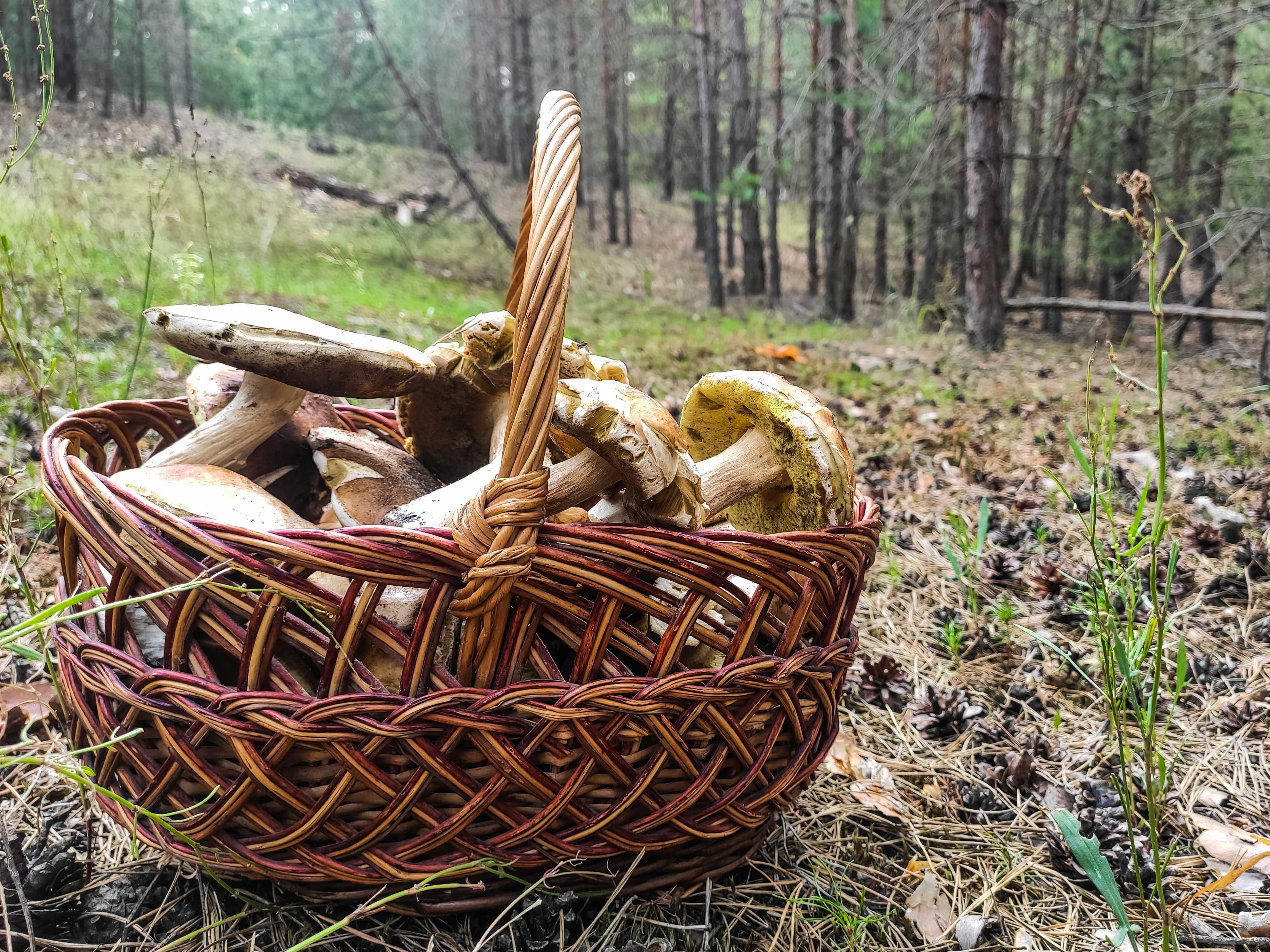 large_boletus_edulis_mushroom_mushroom_picker_s_basket_2_97094287f8_5e3a784909.jpg