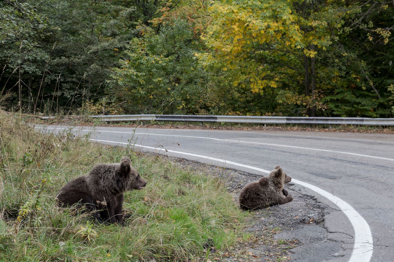 mother-little-wild-bear-sit-near-transport-road-transfagaras-romania.jpg