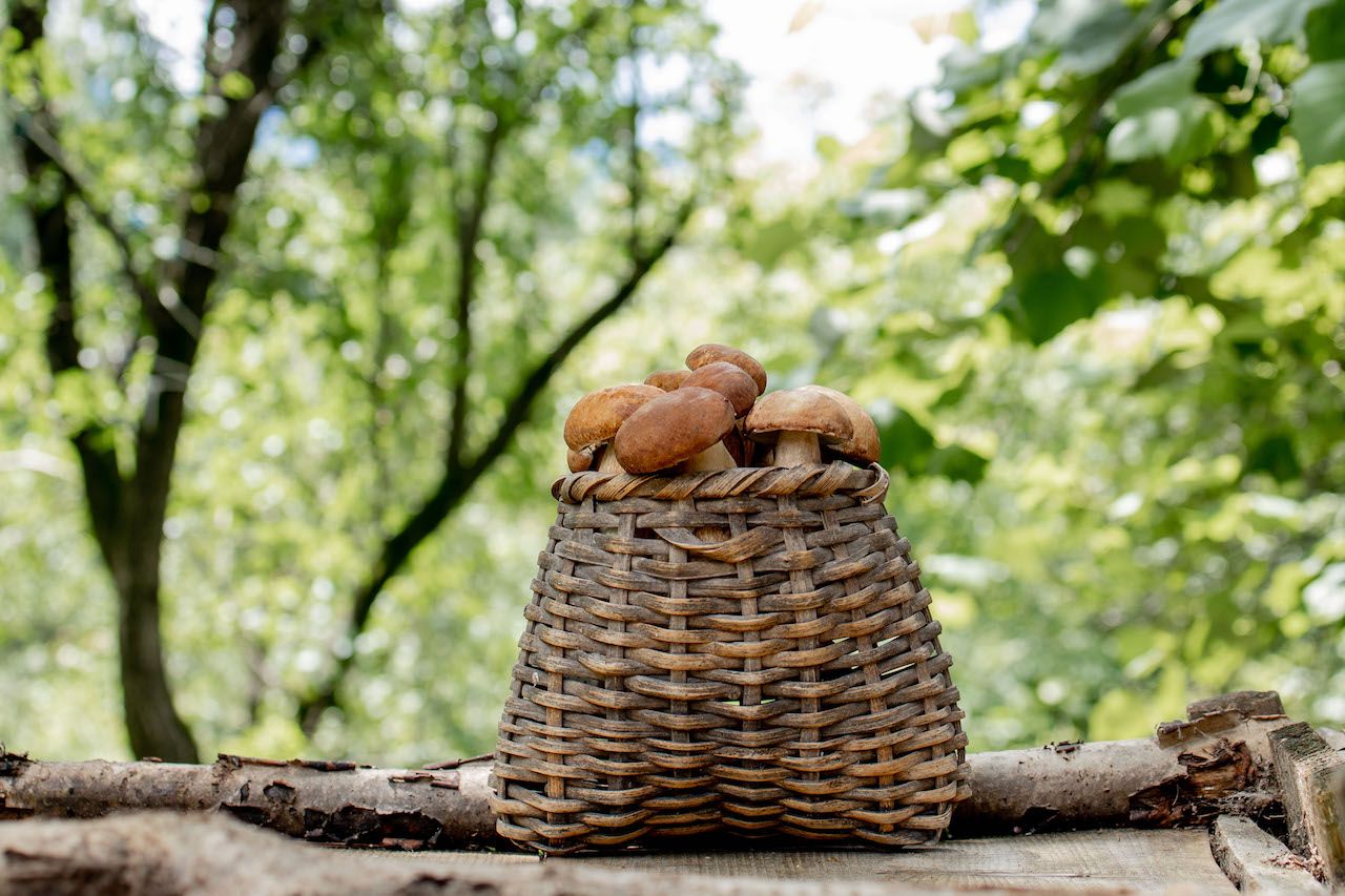 mushroom-boletus-wooden-background-autumn-cep-mushrooms.jpg