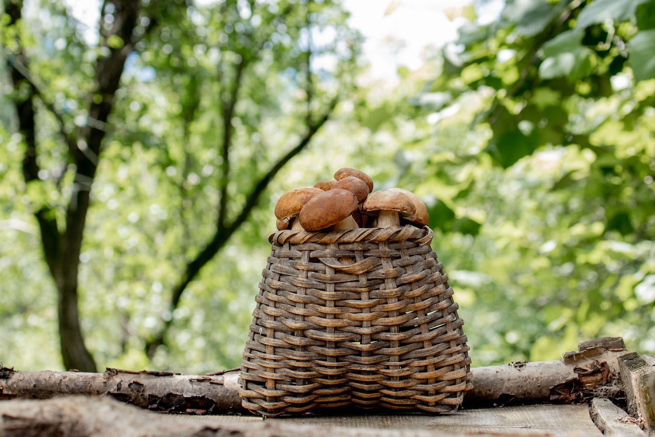 mushroom_boletus_wooden_background_autumn_cep_mushrooms_328d471a9a_d07748b40b.jpeg