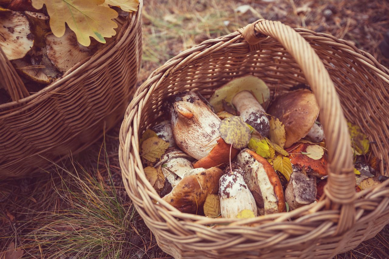 mushrooms-fall-season-2.jpg