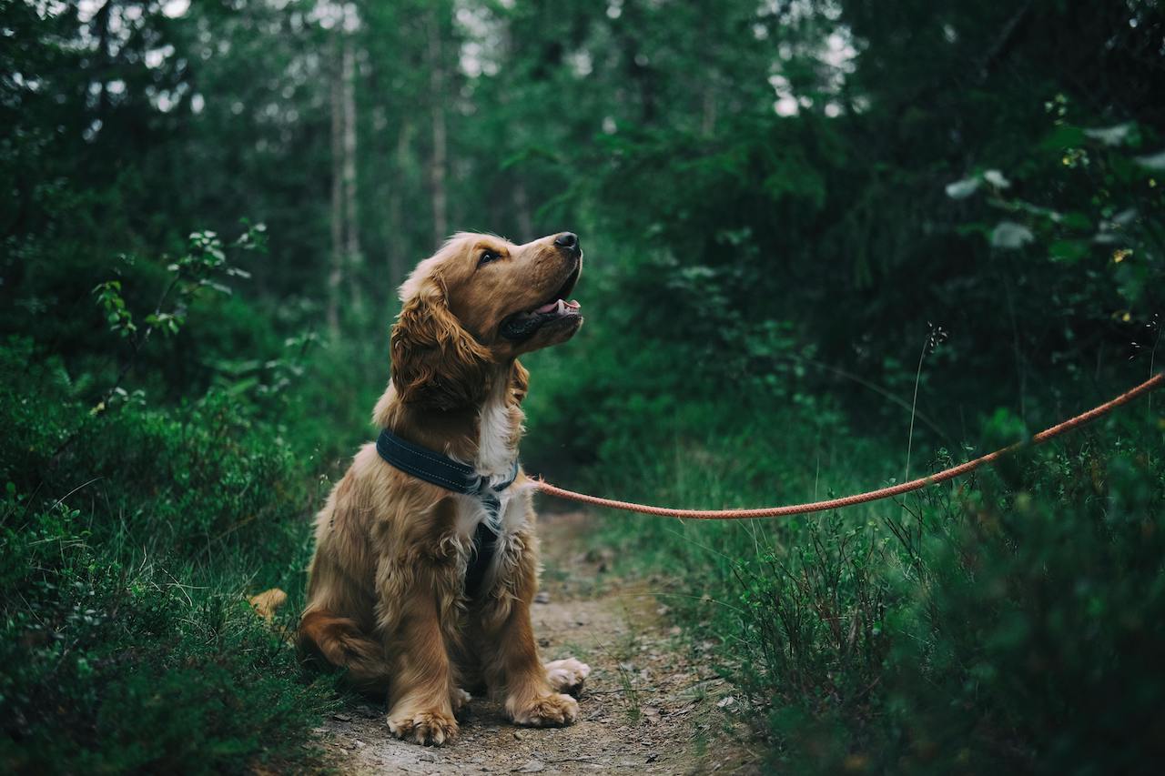 pexels-jagheterjohann-1254140.jpg