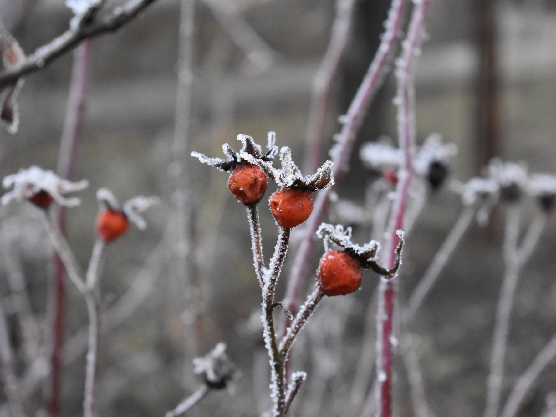 selective-focus-shot-frost-rosehips.jpg