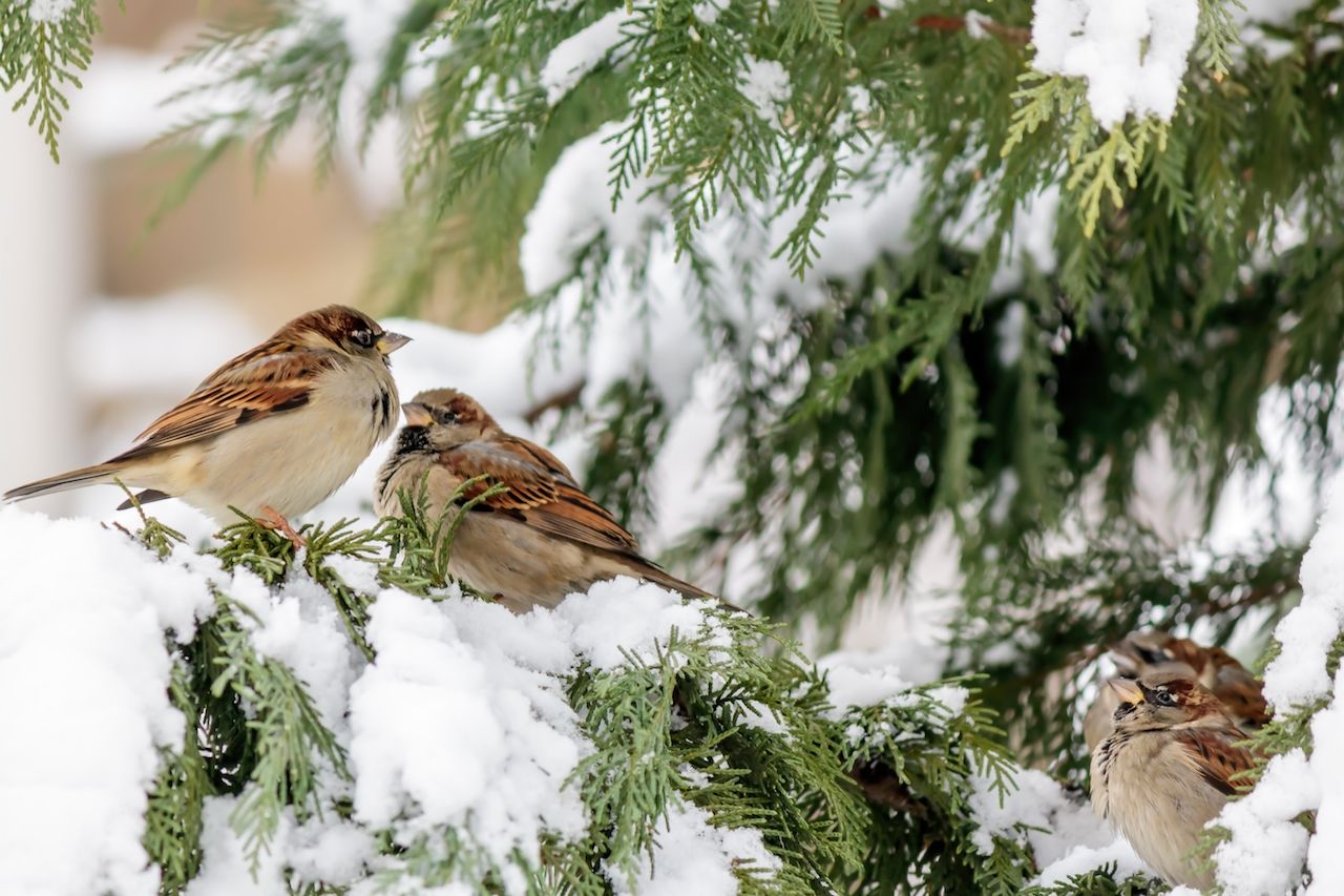 soft-focus-sparrows-perched-cypress-tree-with-snow.jpg