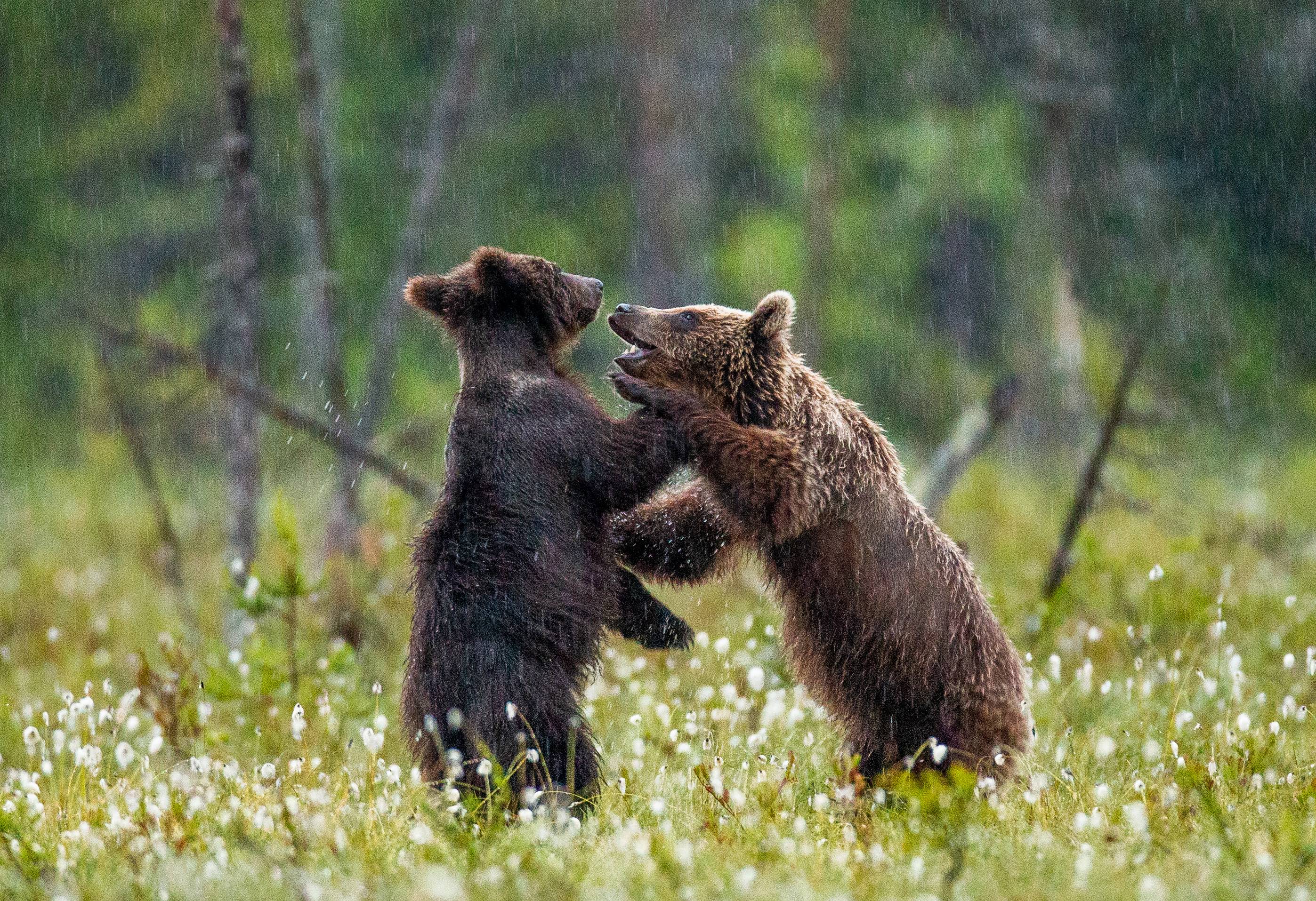 two-young-brown-bears-are-playing-forest-clearing-with-each-other-2.jpg