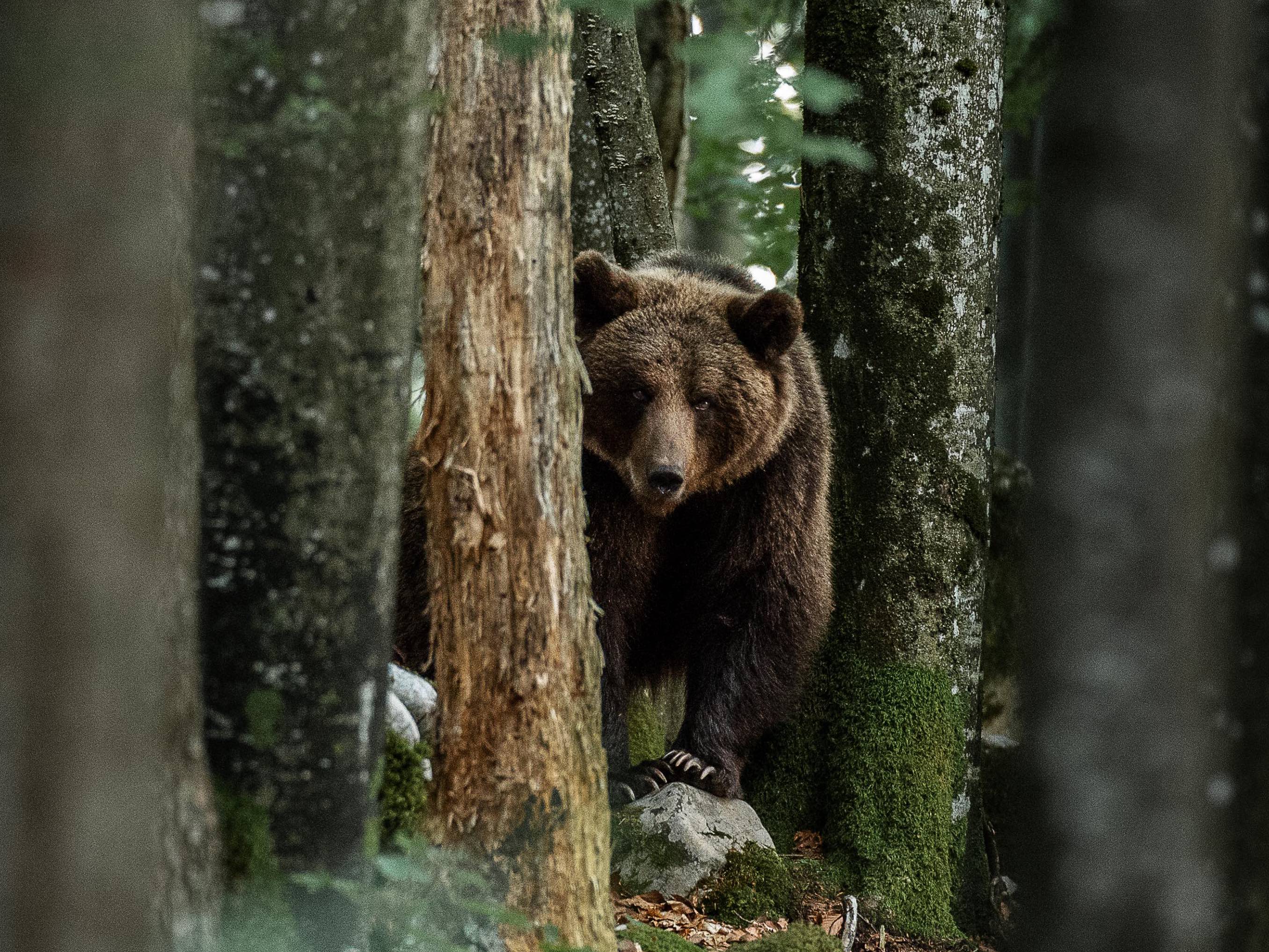 view_animal_tree_trunk_forest_2_f121aa403e_2_a26e4c23b9_b40ad723bb.jpg