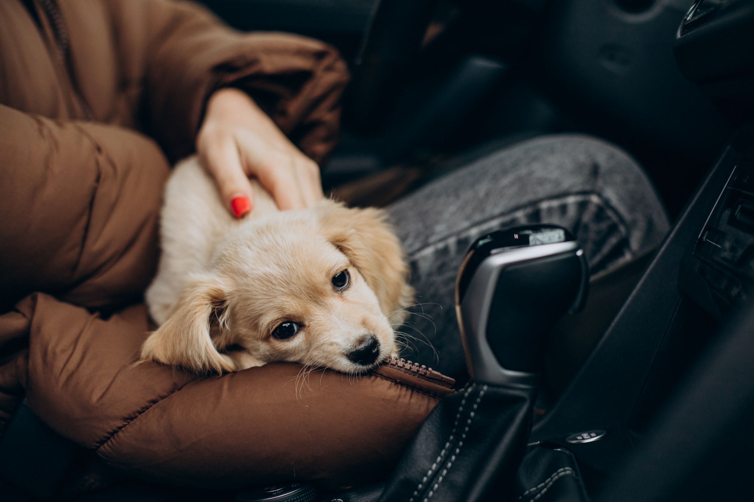 woman-with-her-cute-dog-sitting-car.jpg