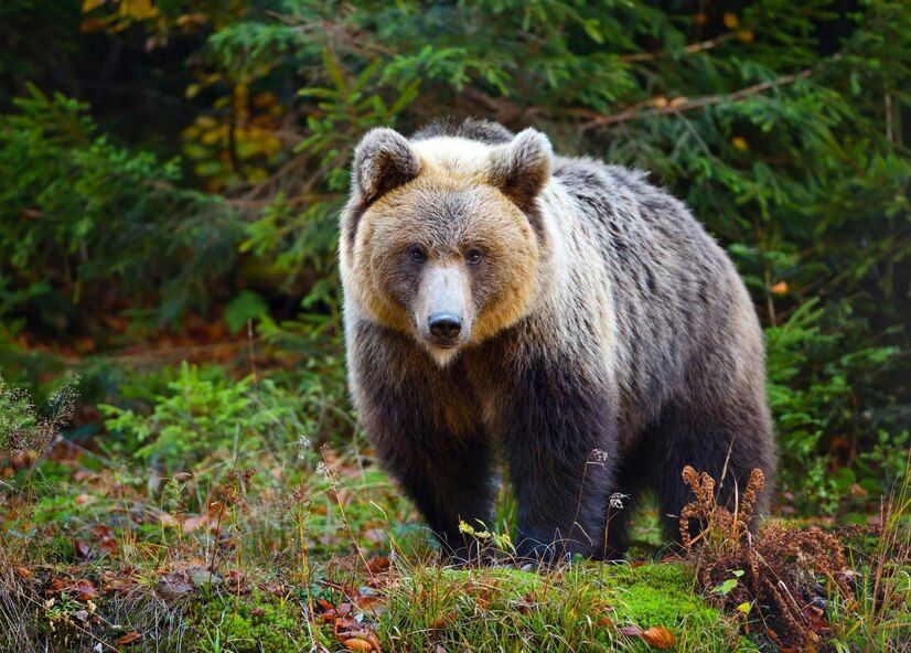 young-european-brown-bear-authumn-forest_1319903-519.jpg